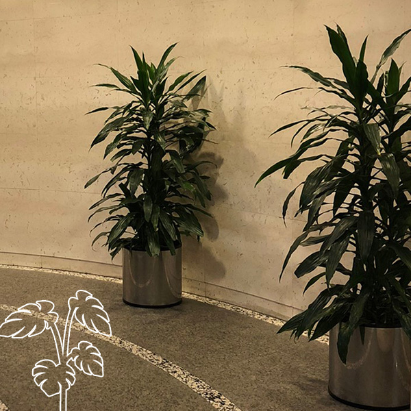 オフィス用・事務所用の観葉植物レンタル